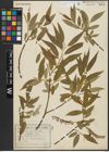 Foto von Salix alba L. x Salix fragilis L.